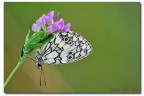 Melanargia Galathea Melanargia Galathea