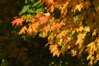 Autumn colours
