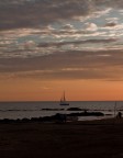 Vela solitaria Vela solitaria