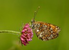Melitaea athalia