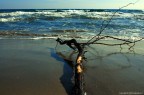 Mare Mare