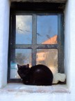 gatto gatto