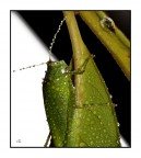 Specchio, specchio delle mie....