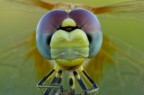 frontale