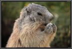 Marmotta # 11 - e il riflesso nell'occhio..... Marmotta # 11 - e il riflesso nell'occhio.....