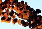 AUTUNNO IN CONTROLUCE