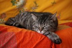 sonno vigile sonno vigile