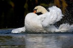 Cigno Reale Cigno Reale