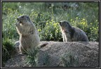 Marmotta # 12