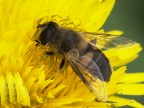 nel giallo