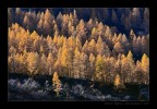 Luce Luce
