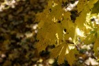 l'autunno l'autunno