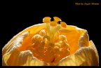 MACRO MACRO
