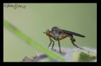 bzz bzz