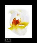 Orchidea Orchidea