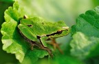 raganella raganella
