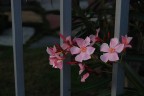 Fiori e libertà Fiori e libertà