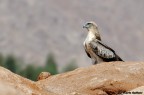 Biancone nel deserto Biancone nel deserto