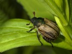 coleottero