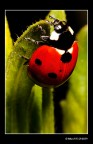 ...Coccinella septempunctata... ...Coccinella septempunctata...