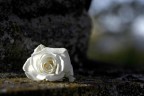 Rosa bianca Rosa bianca