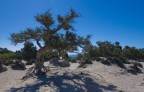 creta creta