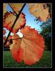foglie rosse foglie rosse