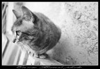 Gatto 1 Gatto 1