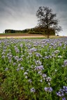 Fiori di stagione Fiori di stagione