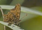farfalla