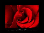heart of rose