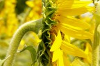 Fianco di girasole Fianco di girasole
