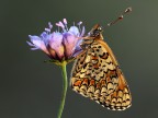 l'adorata melitea l'adorata melitea