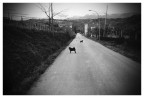 Canibus11 Canibus11