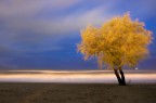 Albero in spiaggia Albero in spiaggia