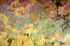 autunno 1 autunno 1