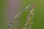 Piccola damigella