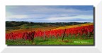 Chianti DOCG Chianti DOCG
