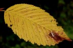 Foglia autunnale Foglia autunnale