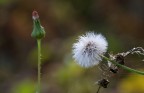 in natura .........