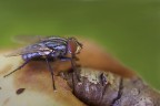 mosca mosca