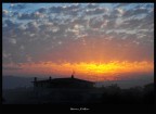 alba alba