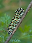 Bruco Papilio machaon Bruco Papilio machaon