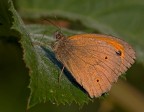 Maniola jurtina