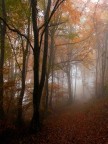 Nel bosco Nel bosco