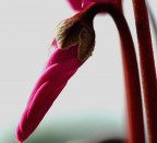 Ciclamini Ciclamini