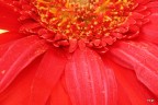 Sole rosso Sole rosso