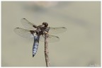 Libellula depressa