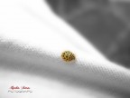 Microcosmo Microcosmo