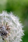 A Dandelion A Dandelion